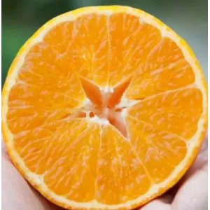 Premium Organic Seedless Mandarin Oranges