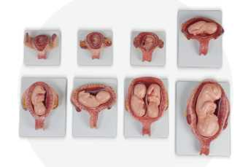Embryonic Development Model