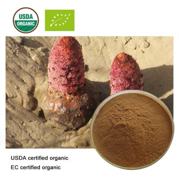 USDA and EC Certified Organic cynomorium songaricum Extract 10:1 Herba Cynomorii