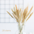 Wheat 20 stems