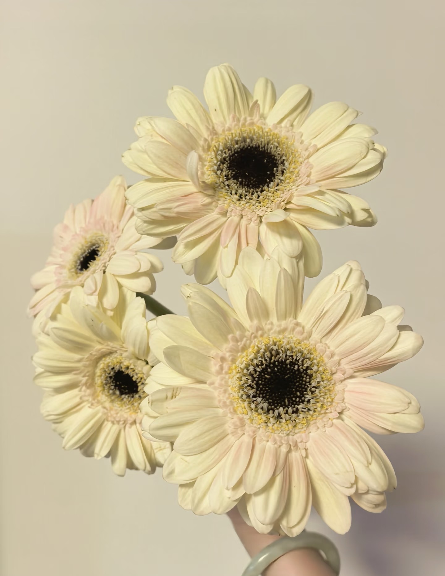 Standard white chrysanthemum Yujing Gerbera