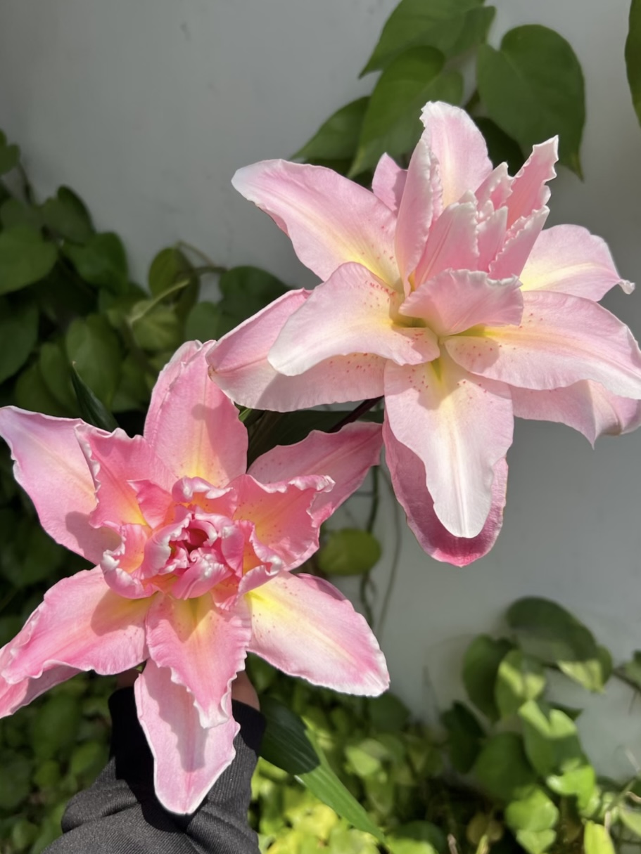 Lucky Eros  Double Lily1