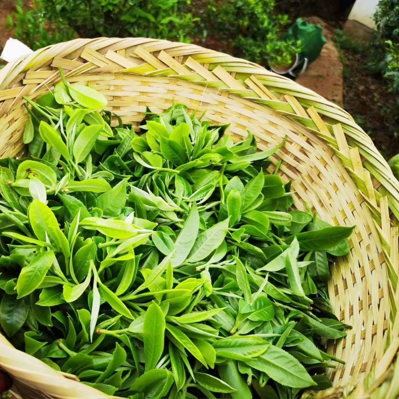 Fresh Leaf Picking