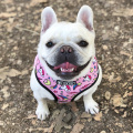 Unicorn Small Dog Harness No Pull Dog Vest Harness for Small Medium Dogs Breathable Pets Puppy French Bulldog Harness Leash Set