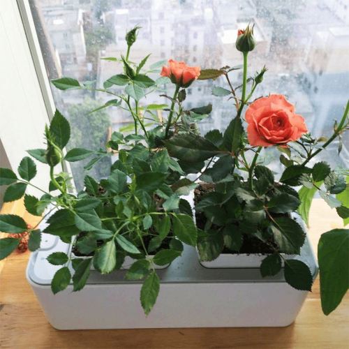 Mini DIY Hydroponic Flower Net Pot Grow System Manufacturers and Mini DIY Hydroponic Flower Net Pot Grow System Suppliers