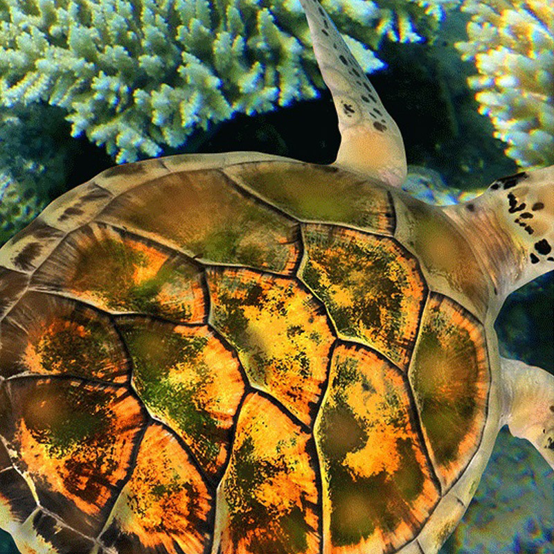 Custom Photo Floor Wallpaper 3D Stereoscopic Underwater World Coral Turtle 3D Mural PVC Self-adhesive Waterproof Floor Wallpaper