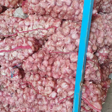 Organic Garlic Cloves for Natural Flavor and Wellness