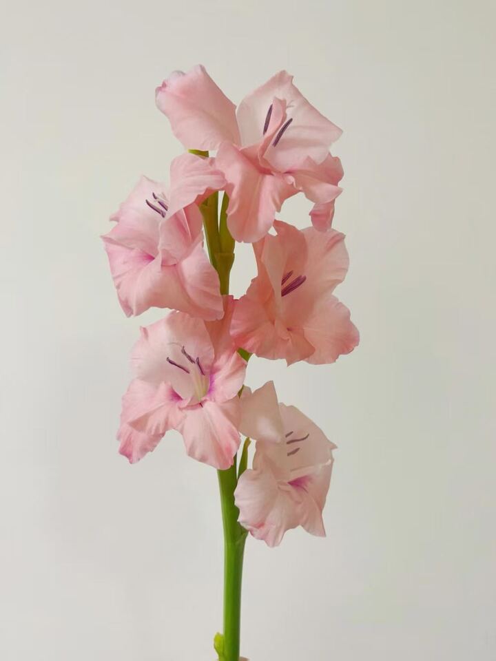 Gladiolus Adina pink