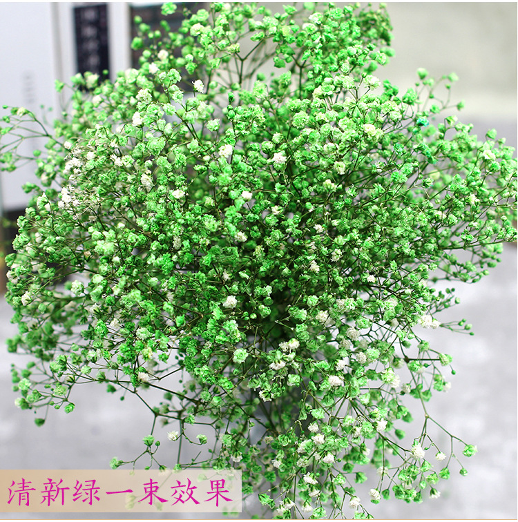 Natural Fresh Dried Preserved Flowers Gypsophila paniculata,Baby's Breath Flower bouquets gift for Wedding Decoration,Home Decor