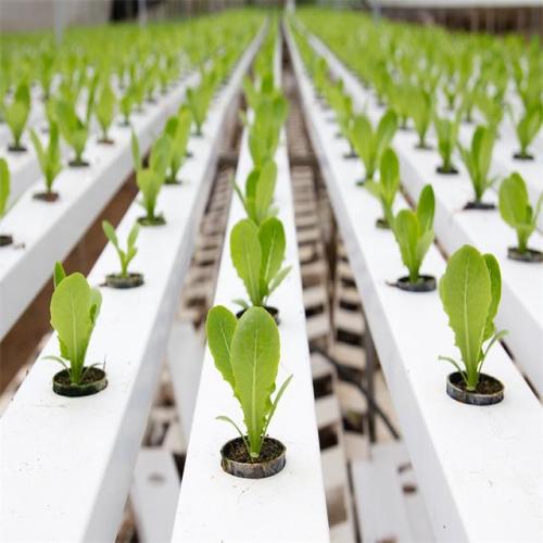 Greenhouse commerical Hydroponics NFT Flat Hydroponics Manufacturers and Greenhouse commerical Hydroponics NFT Flat Hydroponics Suppliers