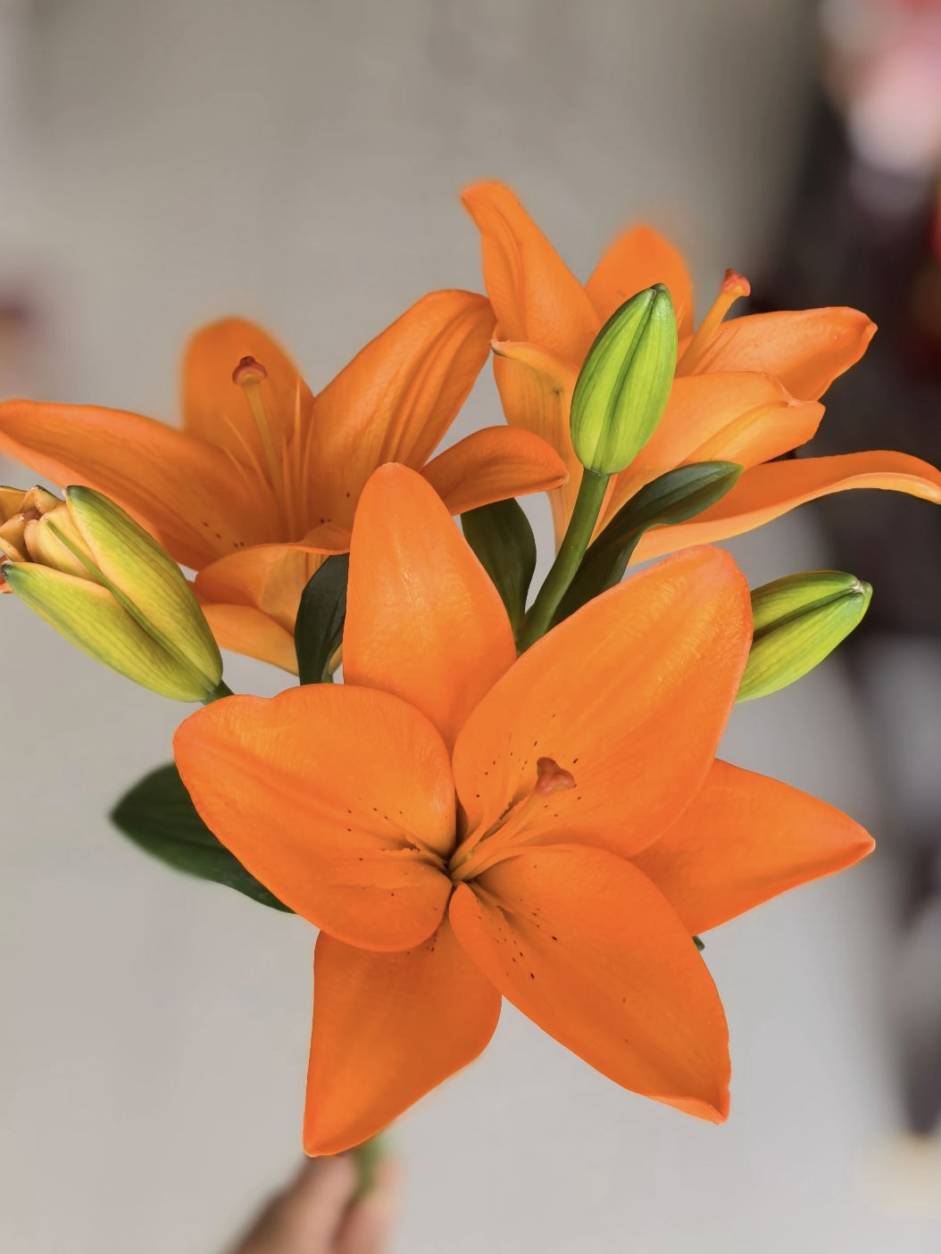 Single Lily Orange Dream1
