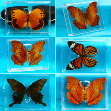 1pcs Real butterfly specimen box decoration transparent box Wings Butterfly insect specimen picture frame student