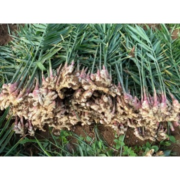 High Yield Large Yellow Ginger