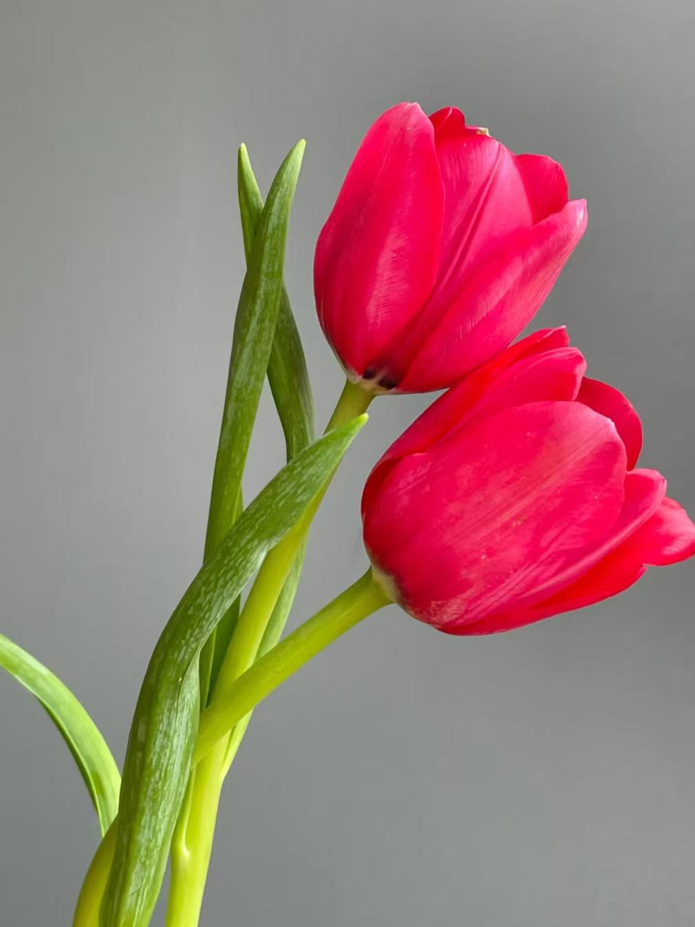 Fresh cut Banner Red Tulip5