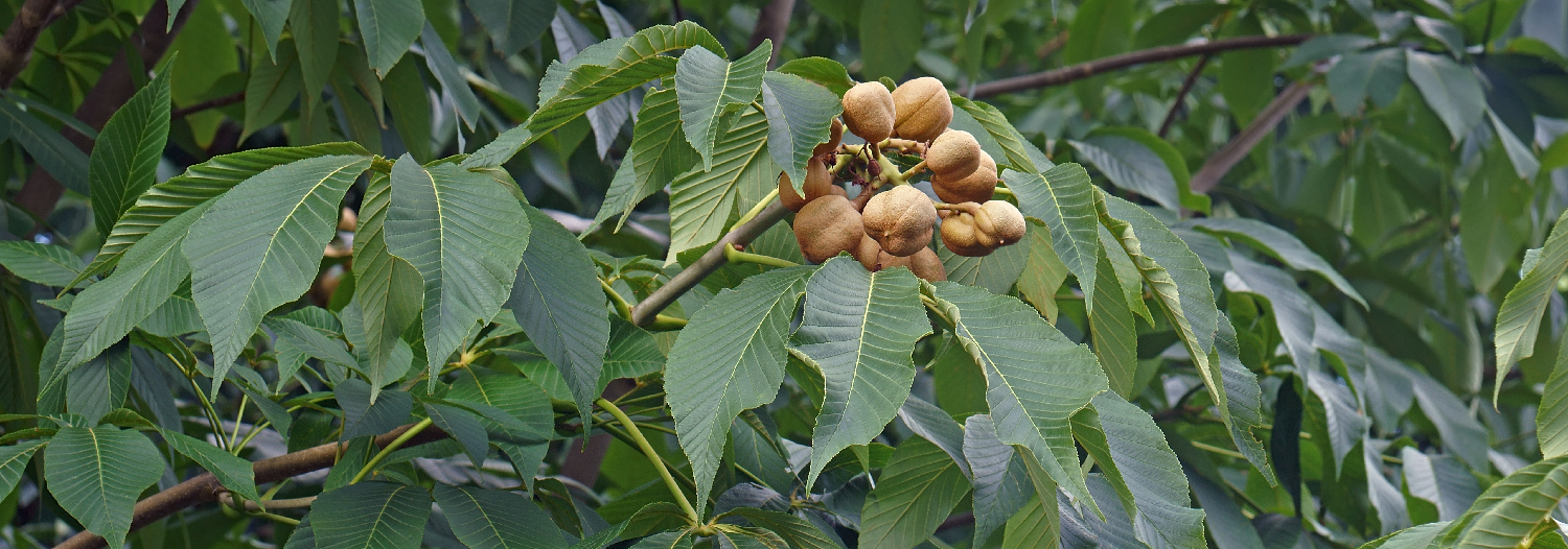 Bulk-horse-chestnut-extract-powder