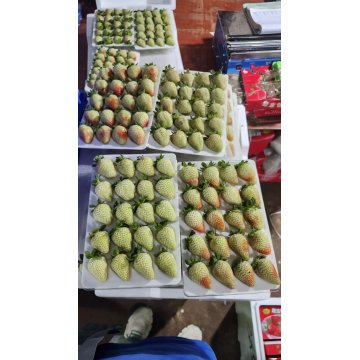 Premium DLYN Xiguo Strawberries Delicate Fresh Harvest