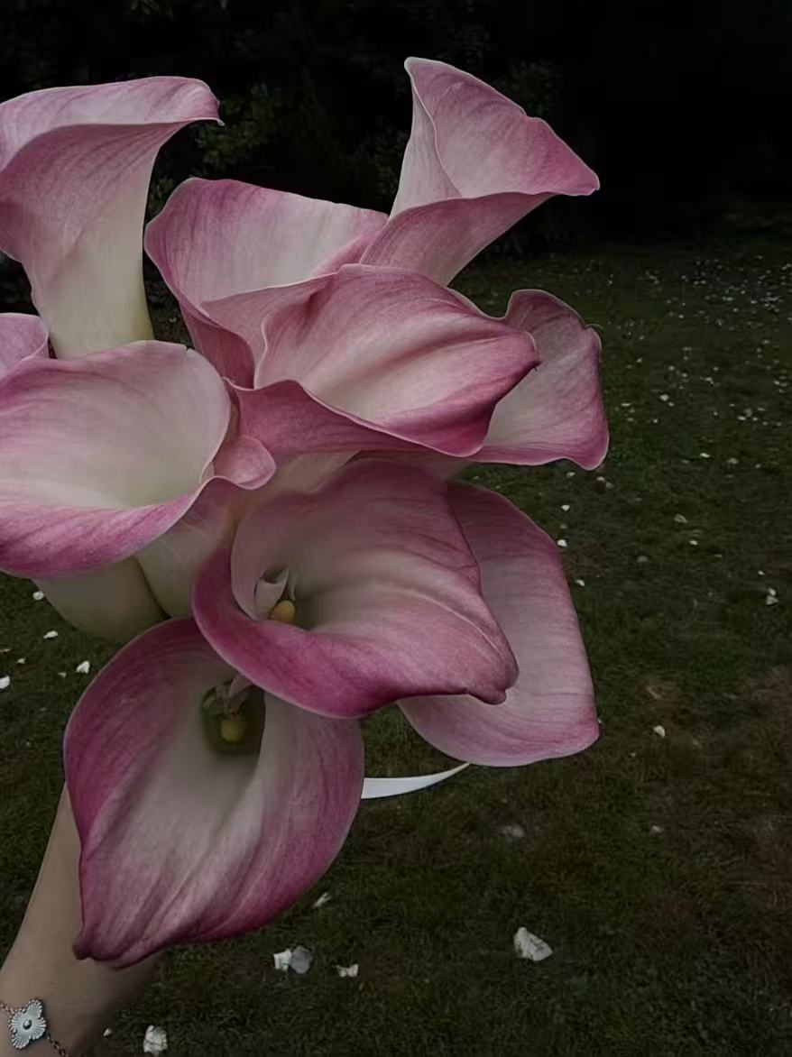 light pinck calla lily1