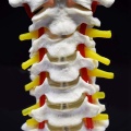 Cervical Vertebra Arteria Spine Spinal Nerves Anatomical Model Anatomy for Science Classroom Study Display Teaching Medical Mode
