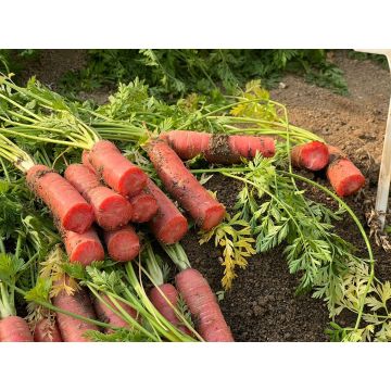 Baby Food Grade Red Core Carrot