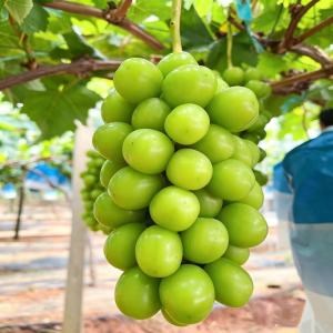 Premium Shine Muscat Grapes Fresh