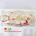 85CM Full size human Anatomical Anatomy Skeleton Model Pillar type Medical teaching equipment Medical Science