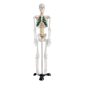 https://www.bossgoo.com/product-detail/human-skeletal-band-nerve-model-85cm-63171467.html