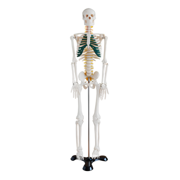 Human skeletal band nerve model 85CM