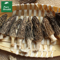 Dried Morel Mushrooms for Sale In Bulk Spice Jungle