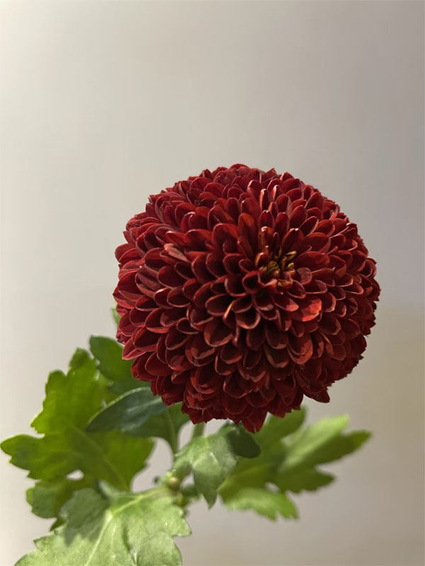 Red Ping pong chrysanthemum5