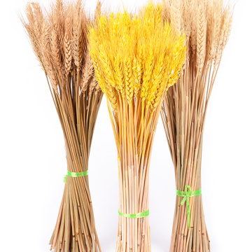 50Pcs/lot Real Wheat Ear Flower Natural Dried Flowers for Wedding Party Decoration DIY Craft Scrapbook Home Decor Wheat Bouquet