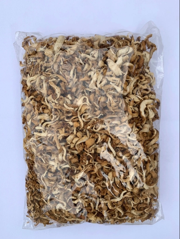 Premium Pleurotus Ostreatus Spawn