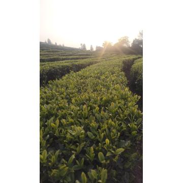 Organic Loose Leaf Green Tea