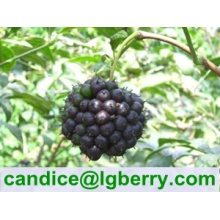 Eleutheroside 0.65%,0.8%,1.5% Siberian Ginseng Extract