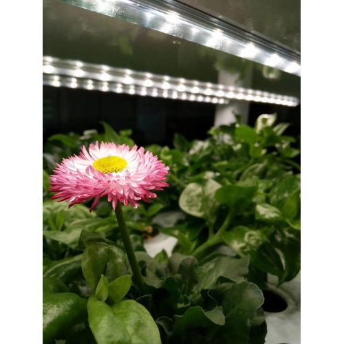 Agriculture microgreen aquaponics Indoor vertical hydroponic Manufacturers and Agriculture microgreen aquaponics Indoor vertical hydroponic Suppliers