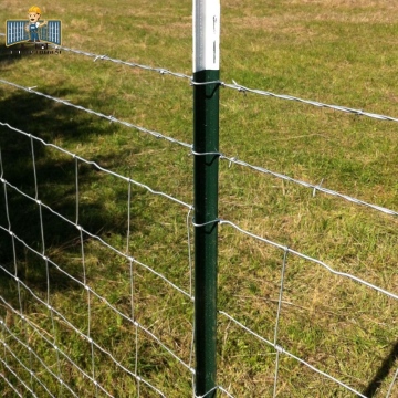 Metal t bar fence post used for cattle
