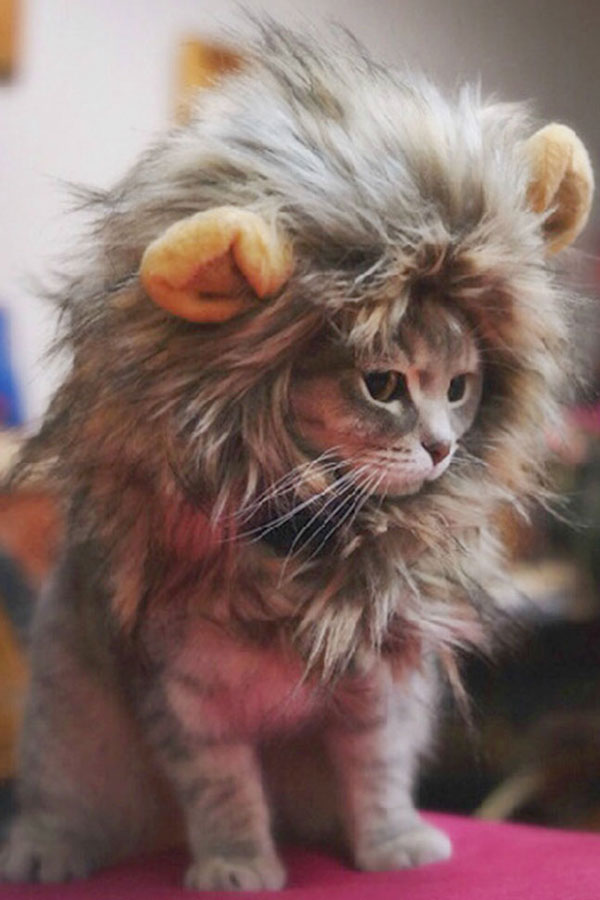 Furry Pet Hat Costume Lion Mane Wig For Cat Pets Halloween Fancy Dress Up With Ears Home Drop Shipping