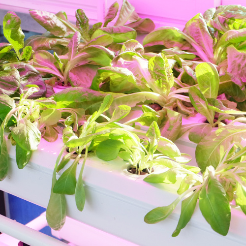 NFT Hydroponic System for home with led Manufacturers and NFT Hydroponic System for home with led Suppliers