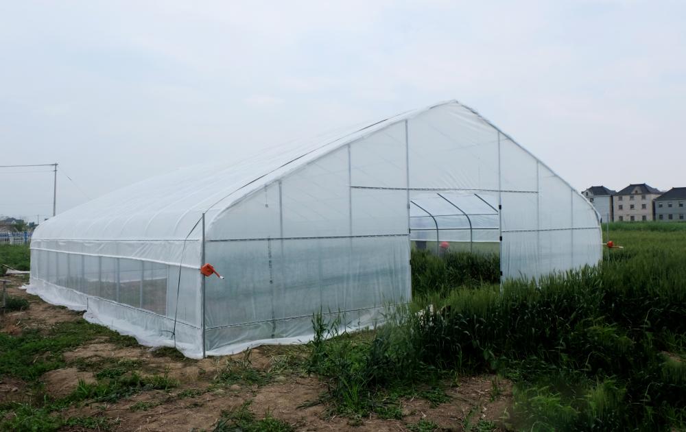 Multi-span Plastic Film Greenhouse Hydroponic Greenhouse