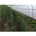 PE Film greenhouse for Agriculture Low cost Tunnel