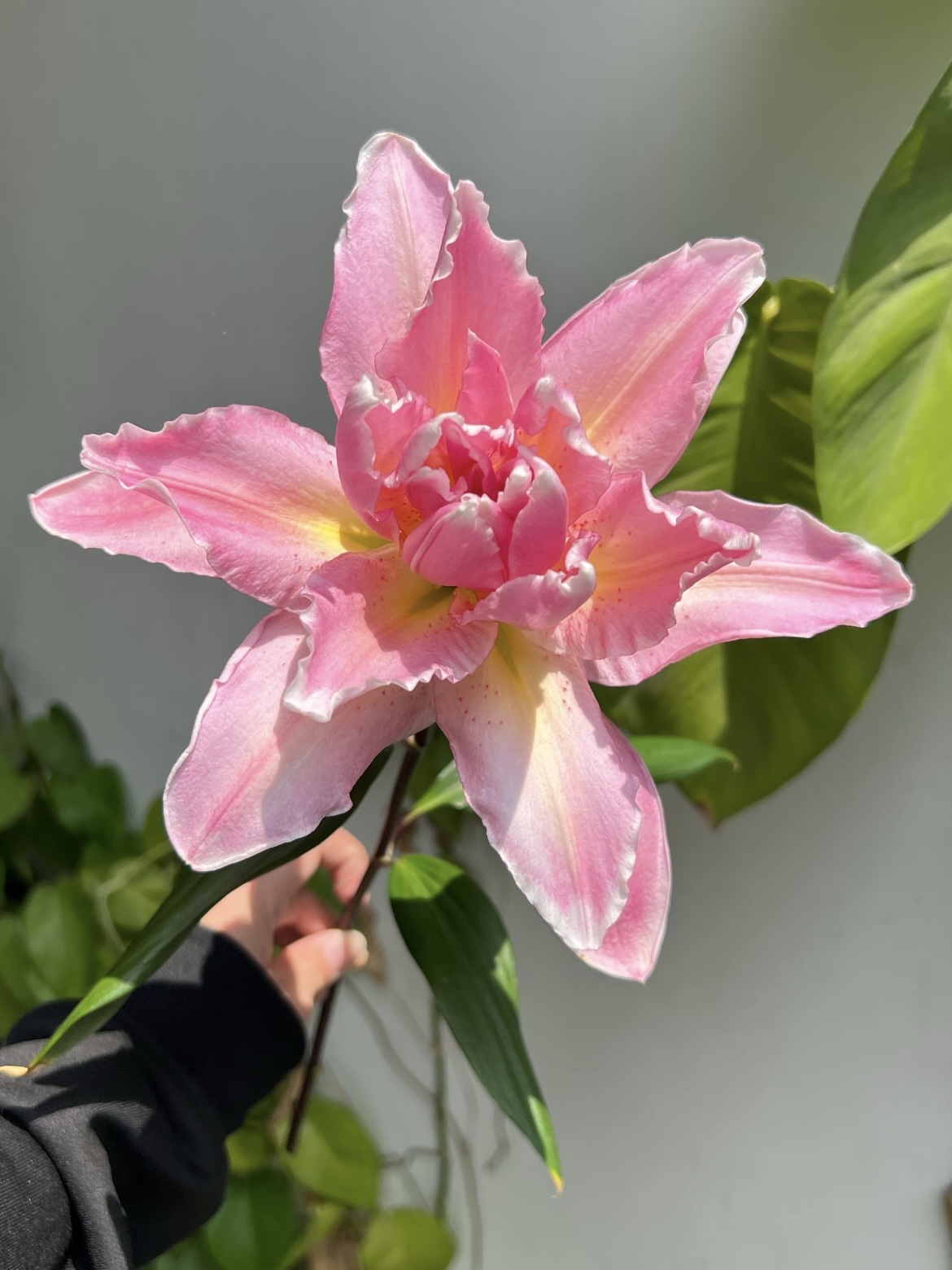 Lucky Eros  Double Lily