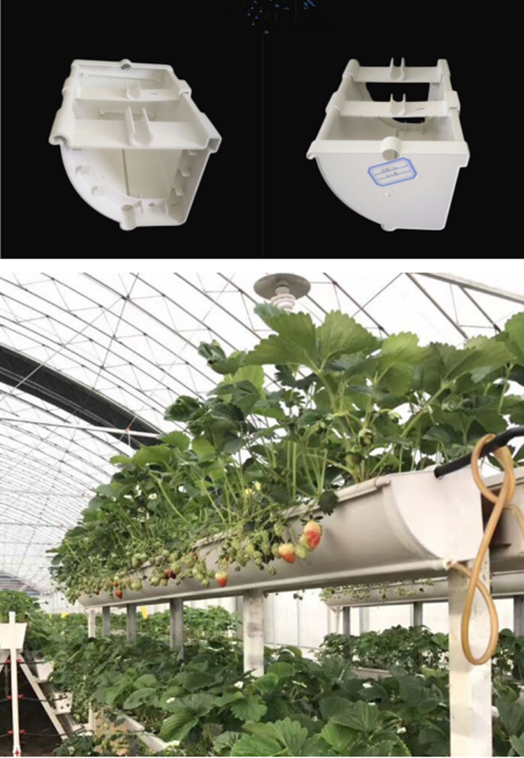 Strawberry hydroponics_