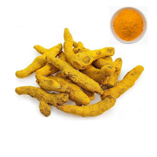 Supply Plant Turmeric Root Extract Curcumin95% for Sale, Offer Supply Plant Turmeric Root Extract Curcumin95%