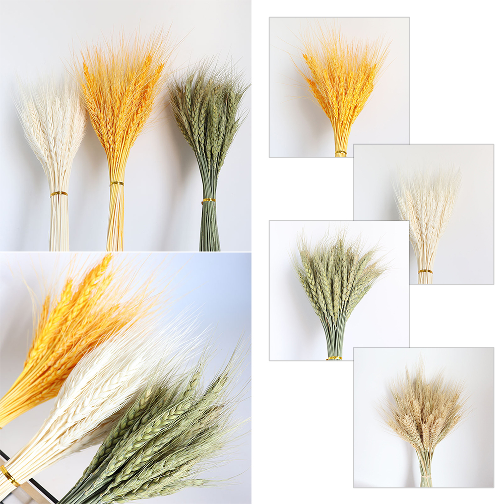 Real Wheat Ear Flower Decoration Natural Pampas Rabbit Tail Grass Dried Flowers For Wedding Party Decor DIY Craft