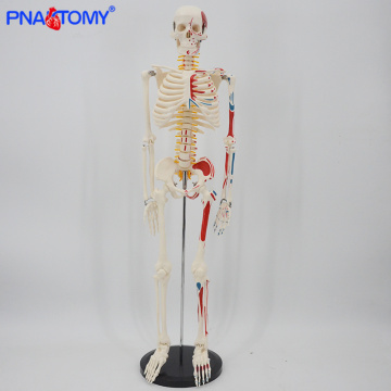 85cm height human muscular skeleton model with flexible arms and legs packed in foam human skeletal system anatomical study tool