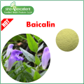 Natural Baical Skullcap Extract Baicalin