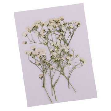 10Pc Beautiful Pressed Babys Breath Dried Flowers For Art Craft Scrapbooking