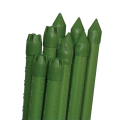 PE Coated Steel Stakes for Supporting Plant