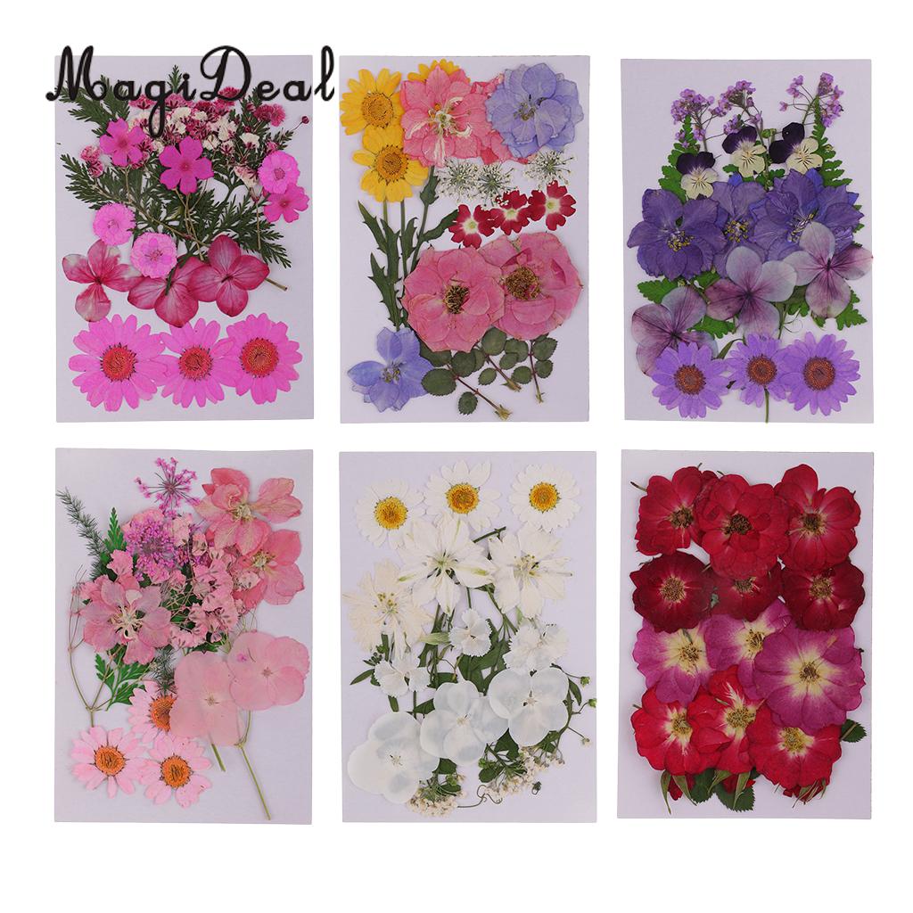 Beautiful Multiple Real Pressed Leaves Natural Dried Flowers for Art Craft Scrapbooking Card Making Resin Jewelry Craft DIY