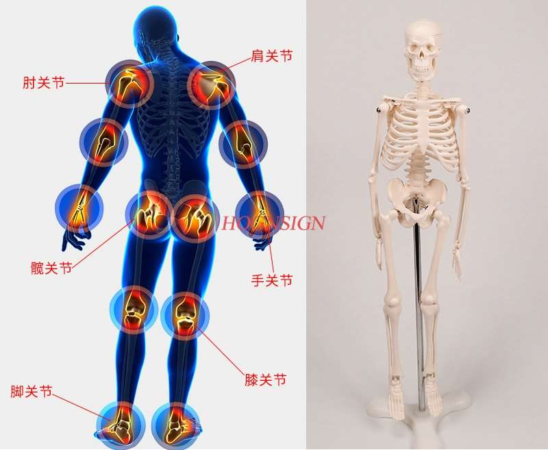 Human skeleton model medical medicine teaching