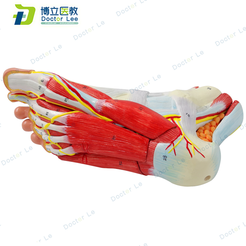 Life size human anatomical foot model 9 parts for anatomy and medical teaching